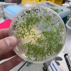 Arábkovka (Arabidopsis) rastúca na živnom médiu