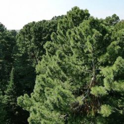 Borovice sibírske (lat. Pinus sibirica)