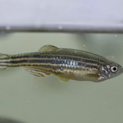 Danio pruhované (lat. Danio rerio)