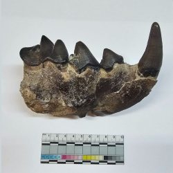 Fragment čeľuste hyeny nájdený v pohorí Eilar-Ojug v Azerbajdžane