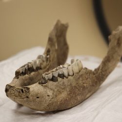 Fragment čeľuste vyhynutého nosorožca srstnatého (lat. Coelodonta antiquitatis)