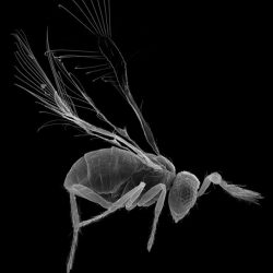 Hmyz druhu Megaphragma viggianii. Snímka získaná skenovacím elektrónovým mikroskopom