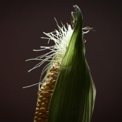 Ilustračná snímka 337