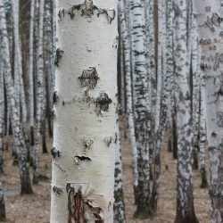 Ilustračná snímka 374