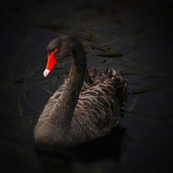 Ilustračná snímka 433