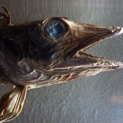 Ilustračná snímka 442