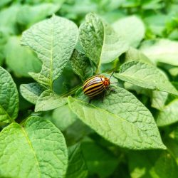 Ilustračná snímka 443