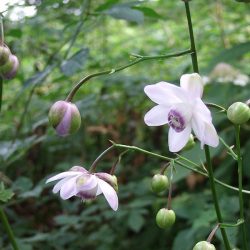 Japonský endemit Anemonopsis macrophylla. Ilustračná snímka