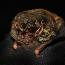 „Južný“ bronzový netopier (lat. Arielulus circumdatus) z Dalatskej náhornej plošiny