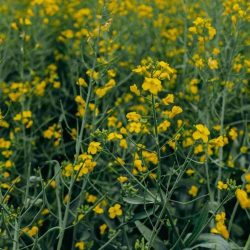 Kvitnutie repky olejnej