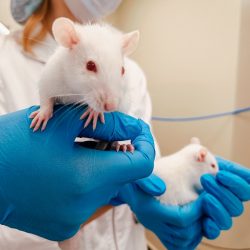 Laboratórne potkany v rukách výskumníkov. Ilustračná snímka