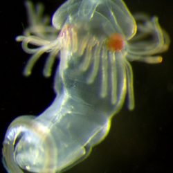 Larva chytadloviek