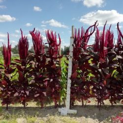 Láskavec (Amaranthus) Láskavec (Amaranthus)