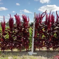 Láskavec (Amaranthus)