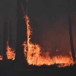 Lesný požiar. Ilustračná snímka