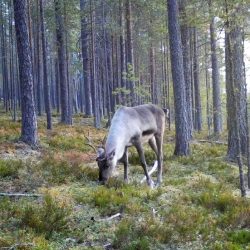 Lesný sob arktický (Rangifer tarandus) v Karélii. Snímka vznikla pomocou fotopasce
