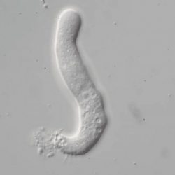 Meňavka rodu Leptomyxa