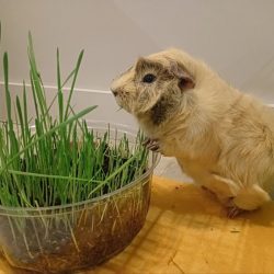 Morské prasiatko (lat. Cavia porcellus) Chrjun