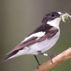 Muchárik čiernohlavý (lat. Ficedula hypoleuca) zo sibírskej populácie