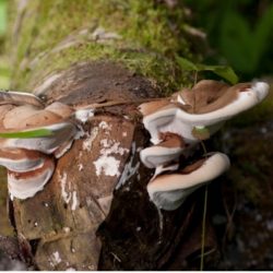 Na dreve parazitujúca huba Lesklokôrovka plochá (Ganoderma applanatum). Ilustračná snímka Na dreve parazitujúca huba Lesklokôrovka plochá (Ganoderma applanatum). Ilustračná snímka