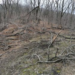 Následky mrznúceho dažďa na Ruskom ostrove (Русский остров)