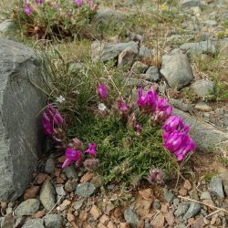 Oxytropis irbis, jedna z endemických rastlín, ktoré sa našli na Altaji