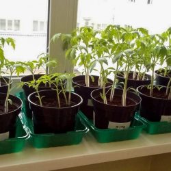 Paradajky, ktoré pestovali biológovia z Uralskej federálnej univerzity počas experimentov