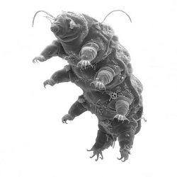 Pomalka (lat. Tardigrada)