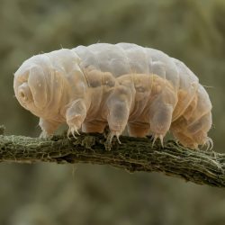 Pomalka (lat. Tardigrada). Ilustračný obrázok