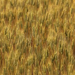 Pšenica. Ilustračná snímka 1