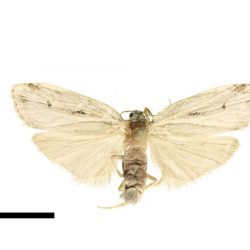 Samička motýľa Aemene obscura