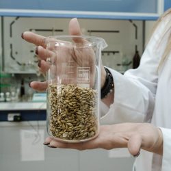 Semená jačmeňa v laboratóriu