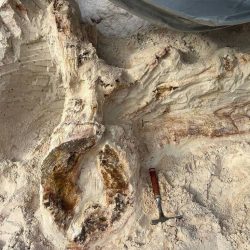 Skamenené drevo z obdobia devónu, ktoré paleontológovia našli na juhu Leningradskej oblasti