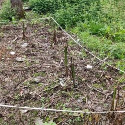 Testovacie miesto dva mesiace po ošetrení herbicídom