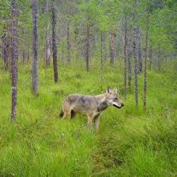 Vlk dravý (Canis lupus) v lese v Karelsku