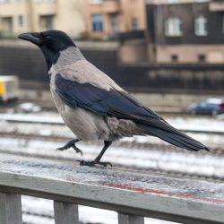 Vrana popolavá (lat. Corvus cornix)