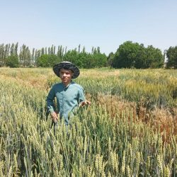 Výskumník Boburdžon Nadžodov (Moskovská poľnohospodárska akadémia K. A. Timiriazeva) v pšeničnom poli