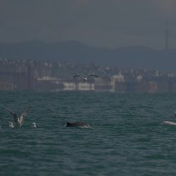 Záber z expedície zameranej na štúdium veľrýb v severovýchodnej časti Čierneho mora